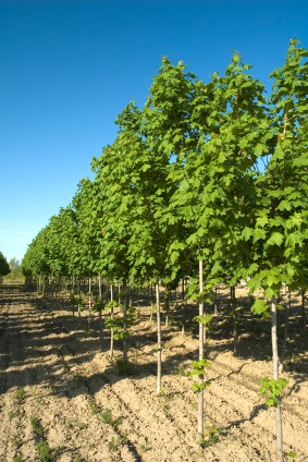 Agroforestry