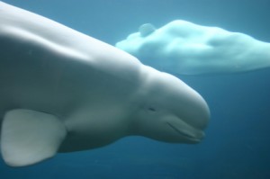 Beluga