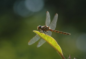 Dragonfly