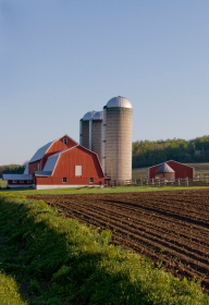 Red Barn with Cow