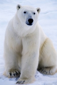 Polar bear, www.iStockPhoto.com: File# 3820730