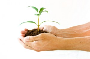 Hands holding seedling plant