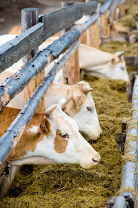 cows eating hay from feeding rack