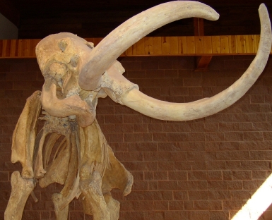 Skeleton of a wooly mammoth