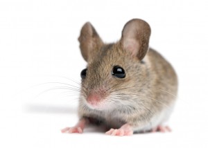 Mouse_iStock_000013599735Small