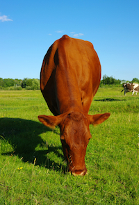 Cow